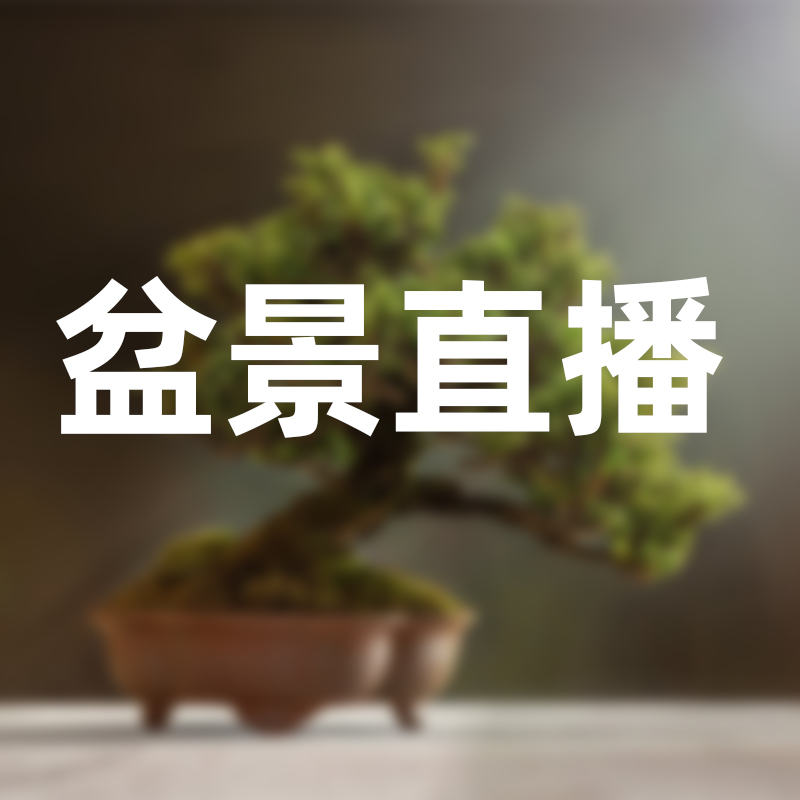 松柏杂木花卉造型盆景规格品种齐全 一物一拍