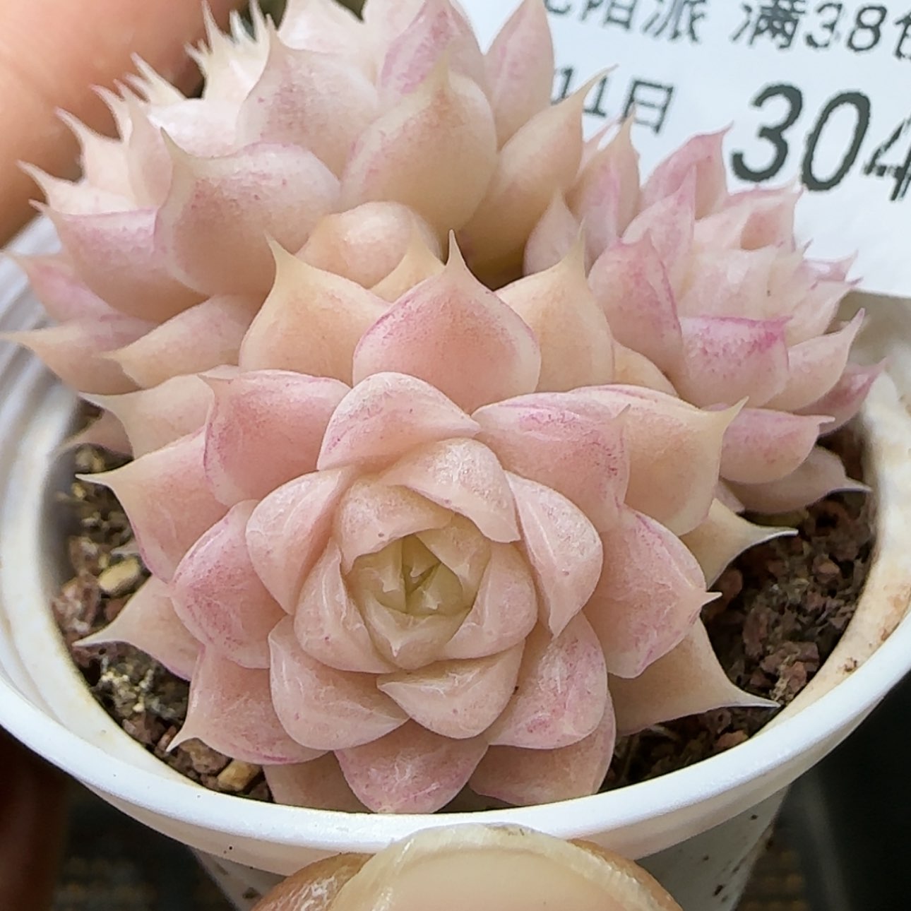 【闪购商品】0111-304优选麦杆