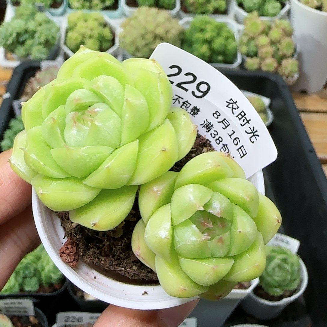 【闪购商品】0816-229包子麦杆