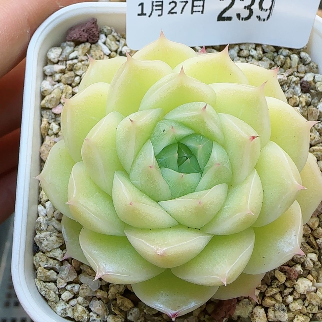 【闪购商品】红陶15cm以下好***春0127-239