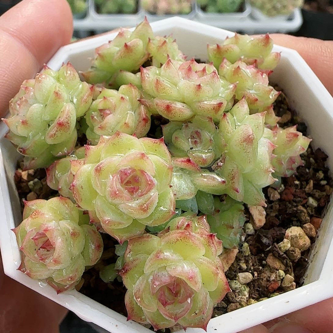【闪购商品】0829-91糖心麦杆