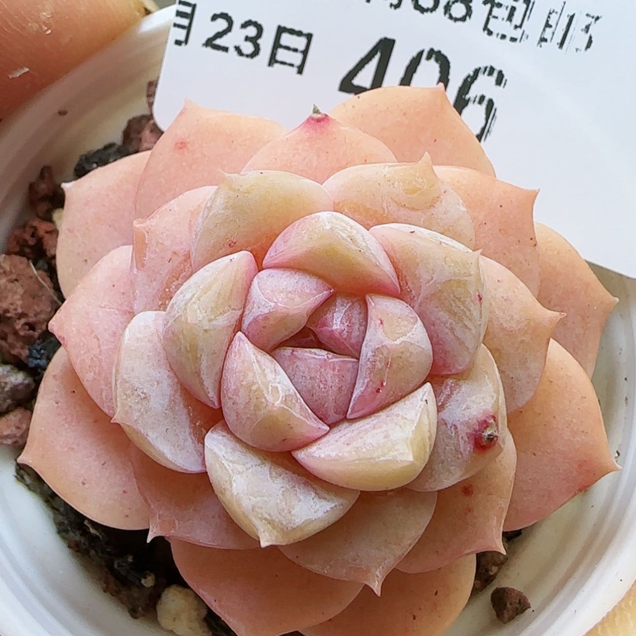 【闪购商品】红陶15cm以下0123-406纯爱