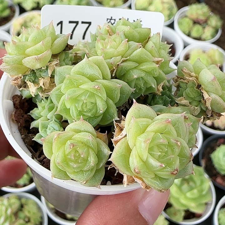 【闪购商品】0819-177麦杆