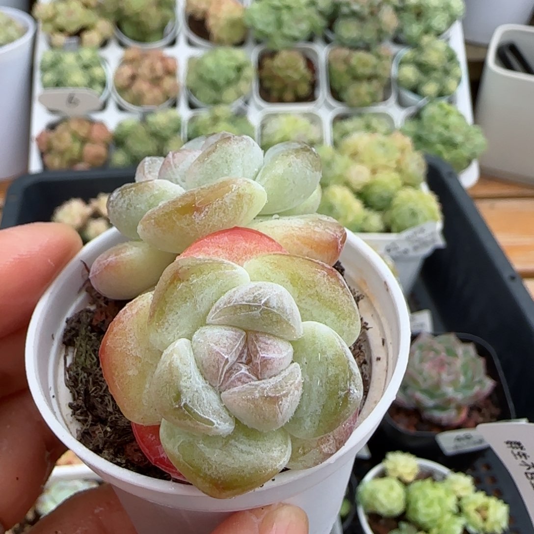 【闪购商品】1112-55