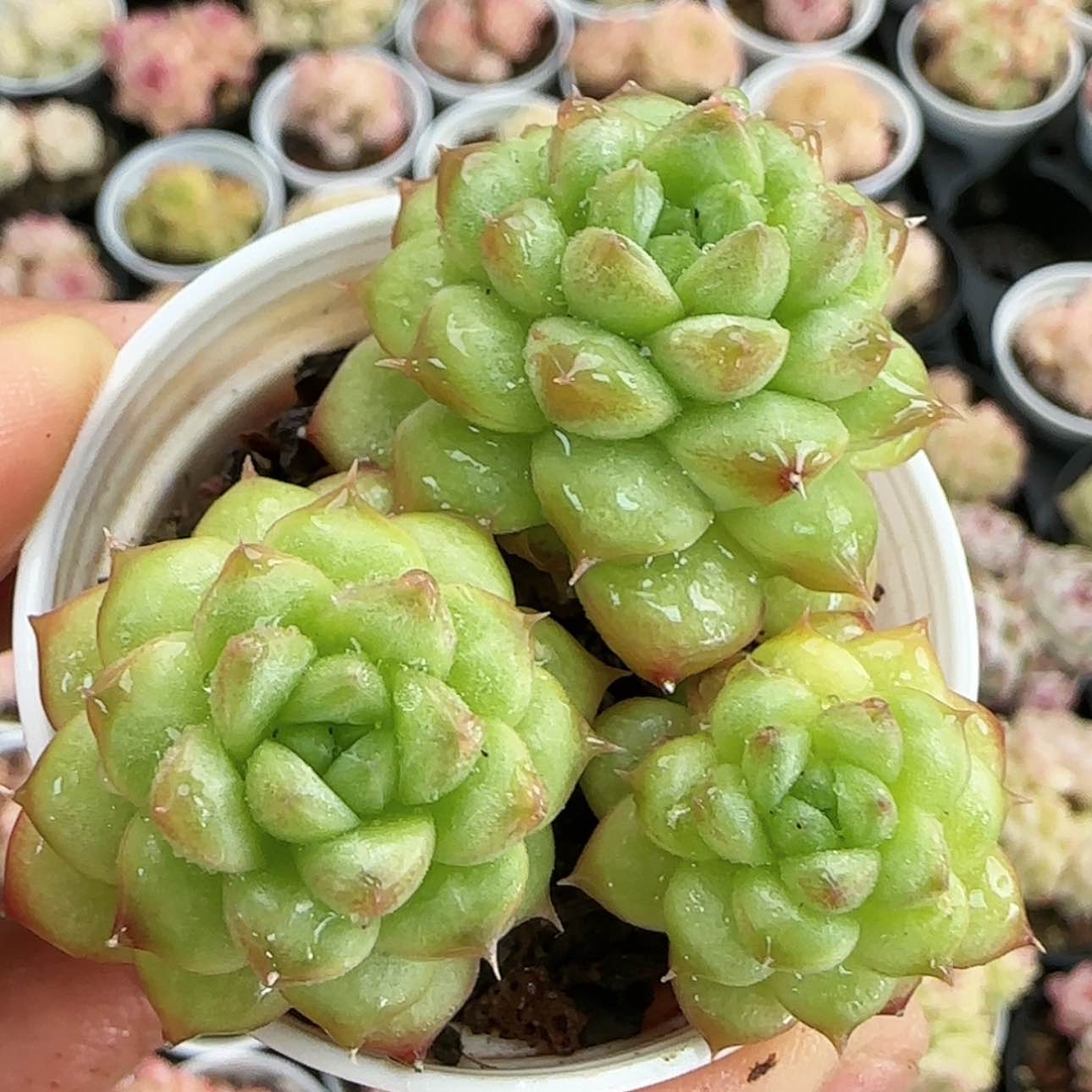 【闪购商品】红陶15cm以下0202-57水鬼