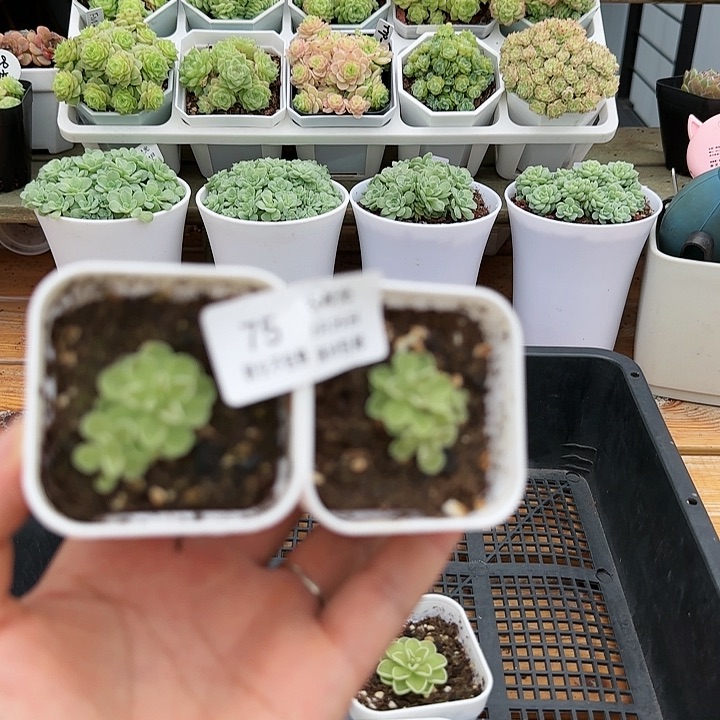 @*豆【闪购商品】0825-75两颗