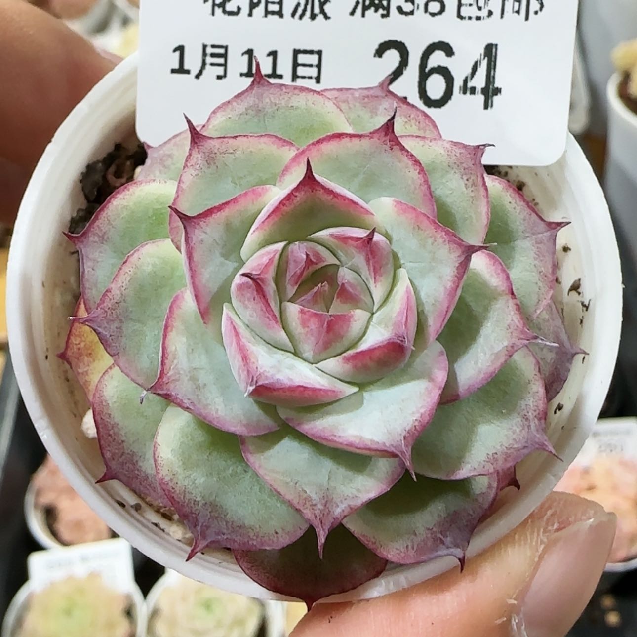 【闪购商品】0111-264女王