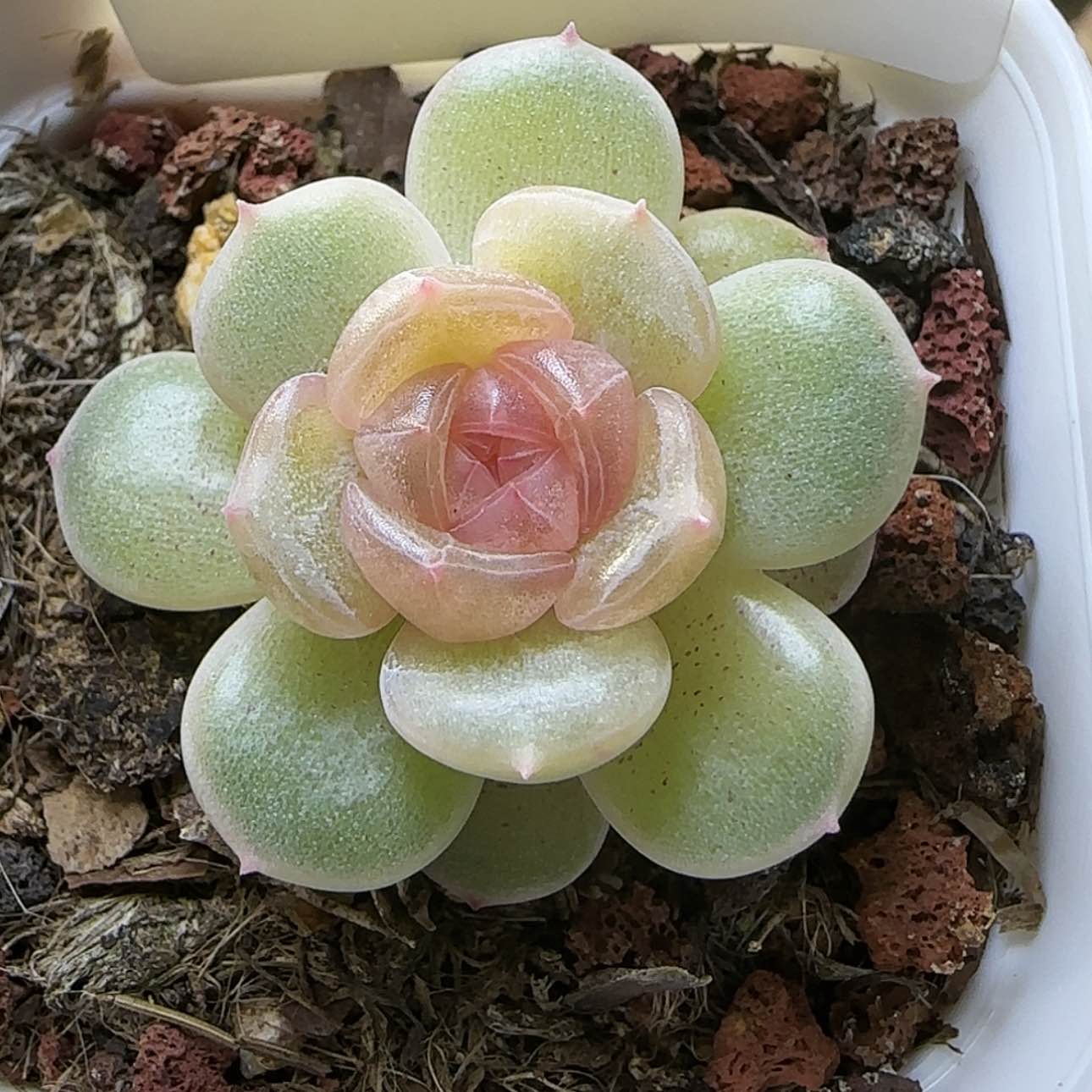 【闪购商品】0114-391白恋