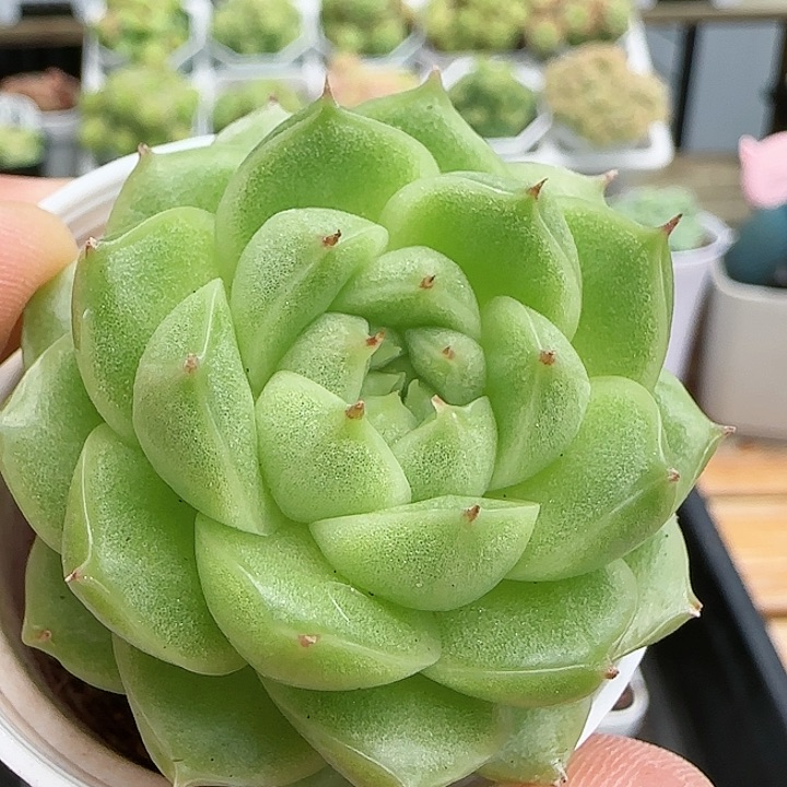 【闪购商品】0825-186油透麦杆