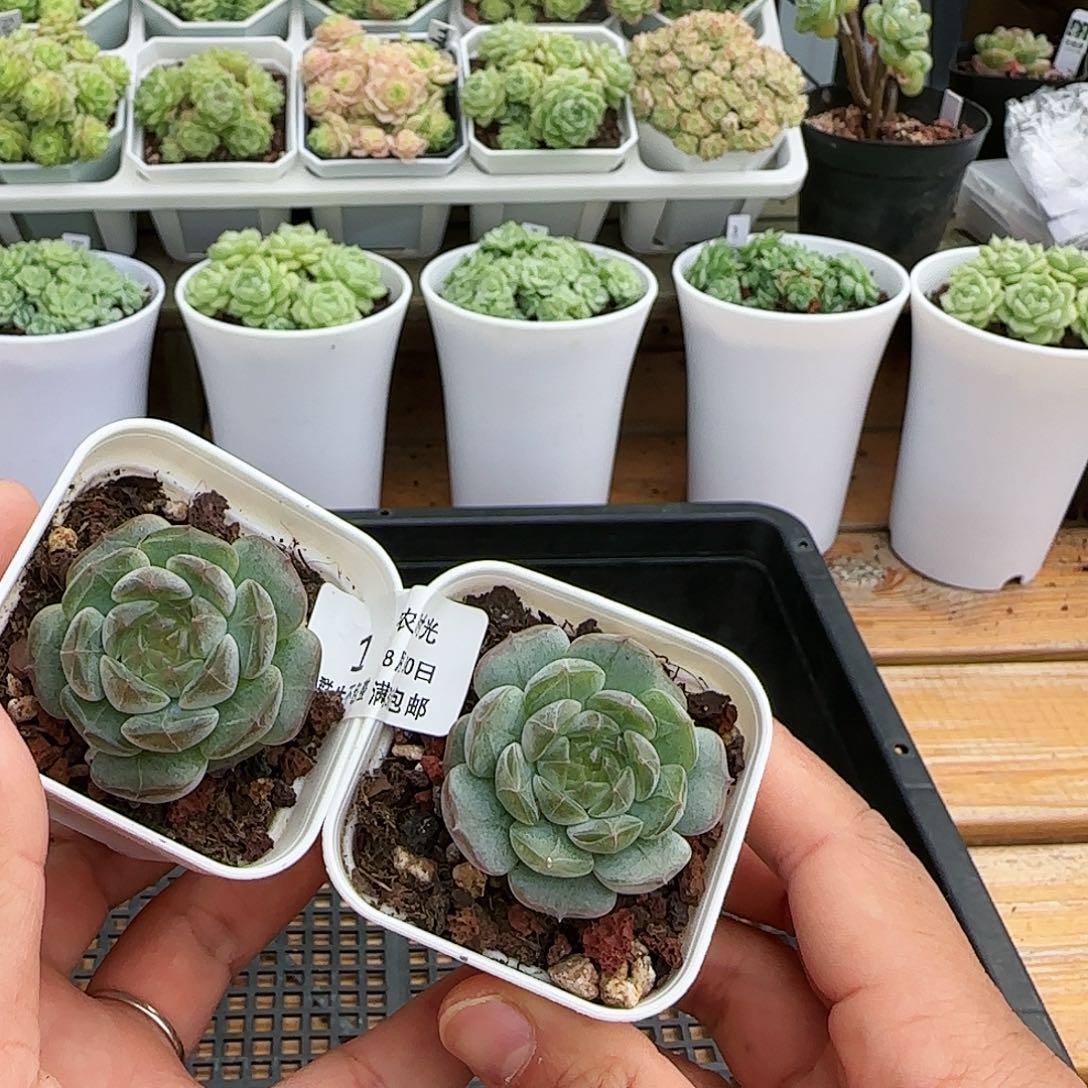 【闪购商品】0830-1白恋福利