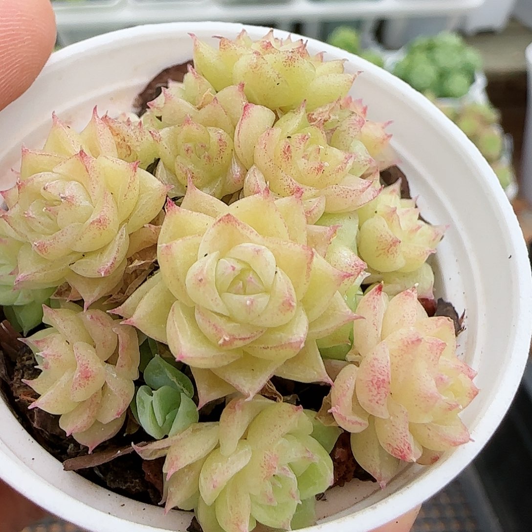 【闪购商品】0818-176樱花麦杆