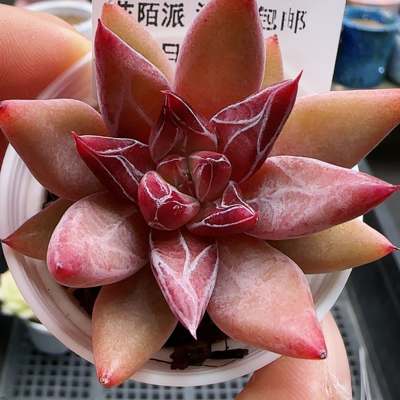 【闪购商品】红陶15cm以下0120-319