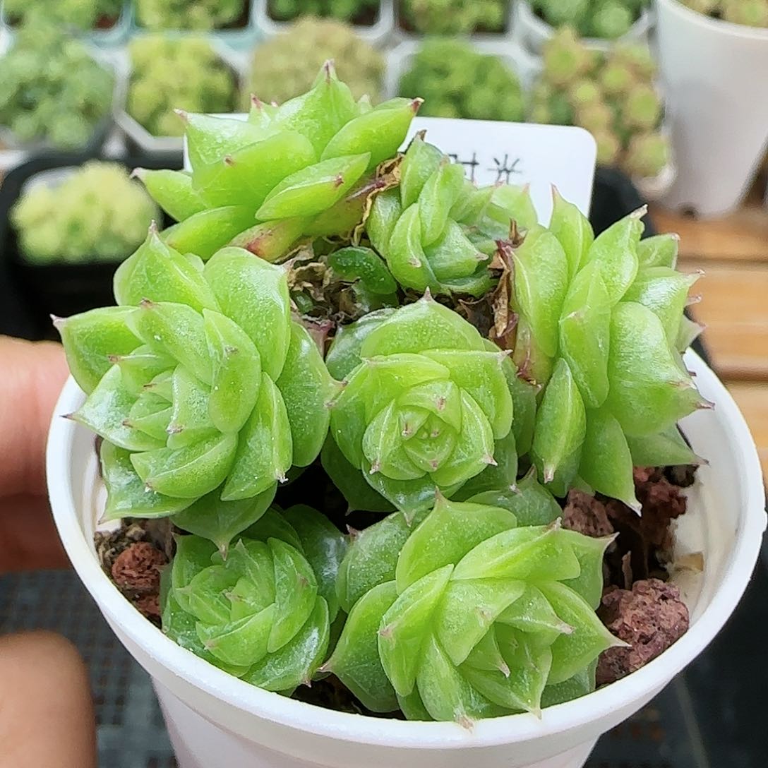 【闪购商品】0816-168花朵麦杆
