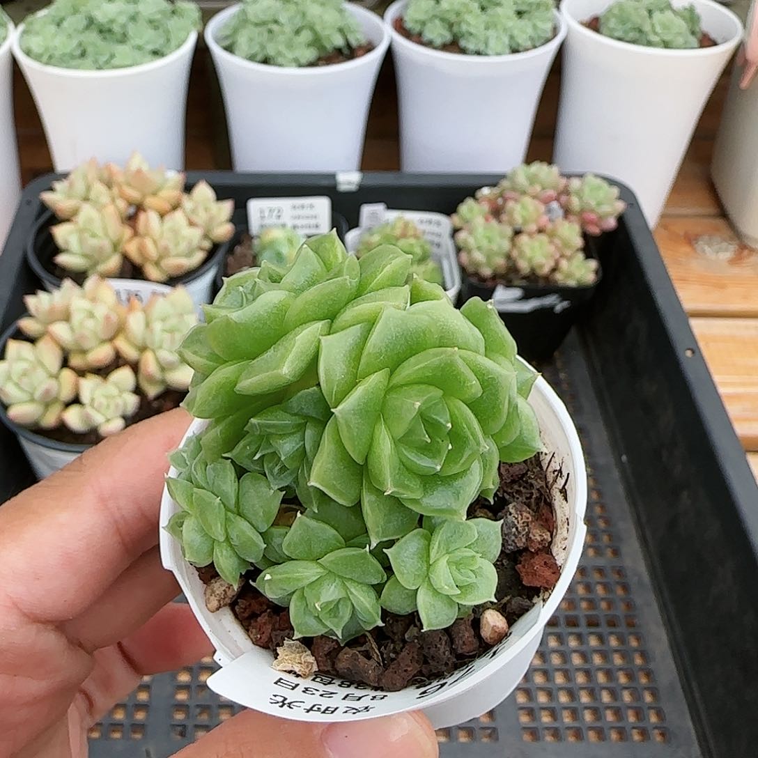 【闪购商品】0823-176花朵麦杆