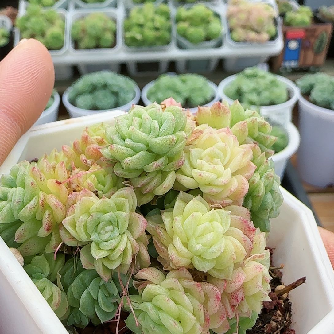 【闪购商品】0820-51珠光优选麦杆