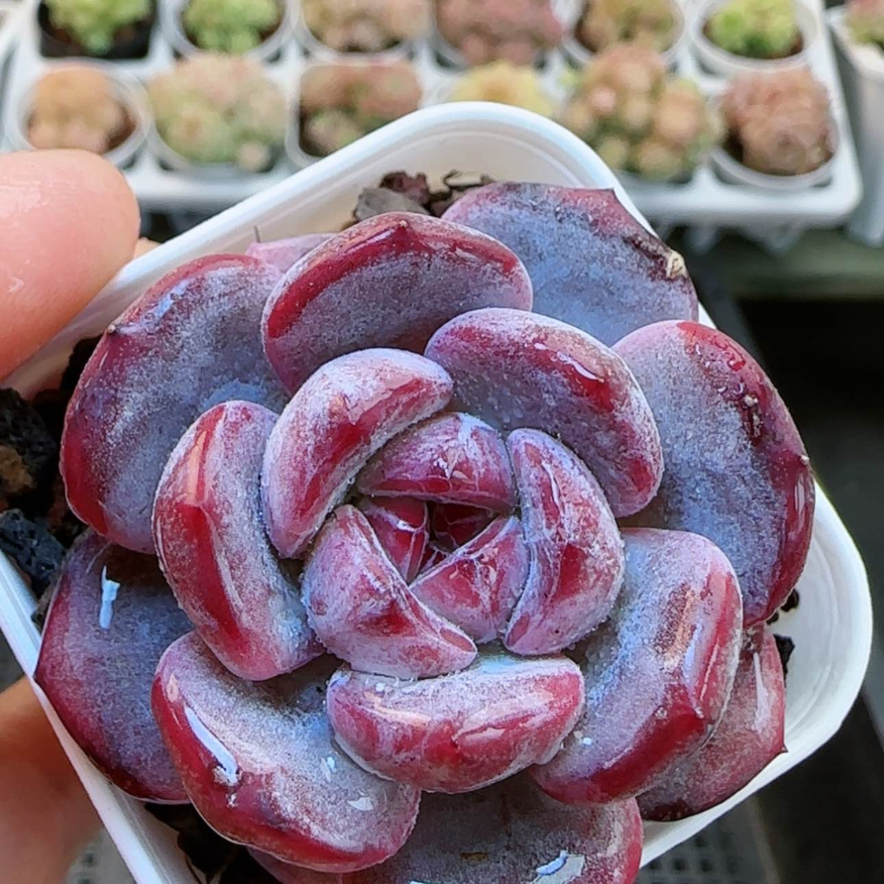 【闪购商品】红陶15cm以下0128-113星影