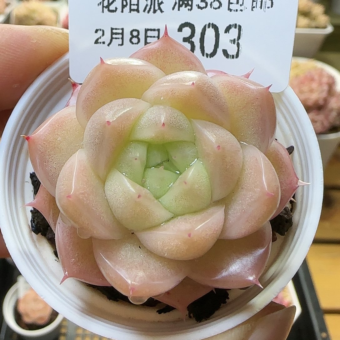 【闪购商品】满*0208-303优选麦杆