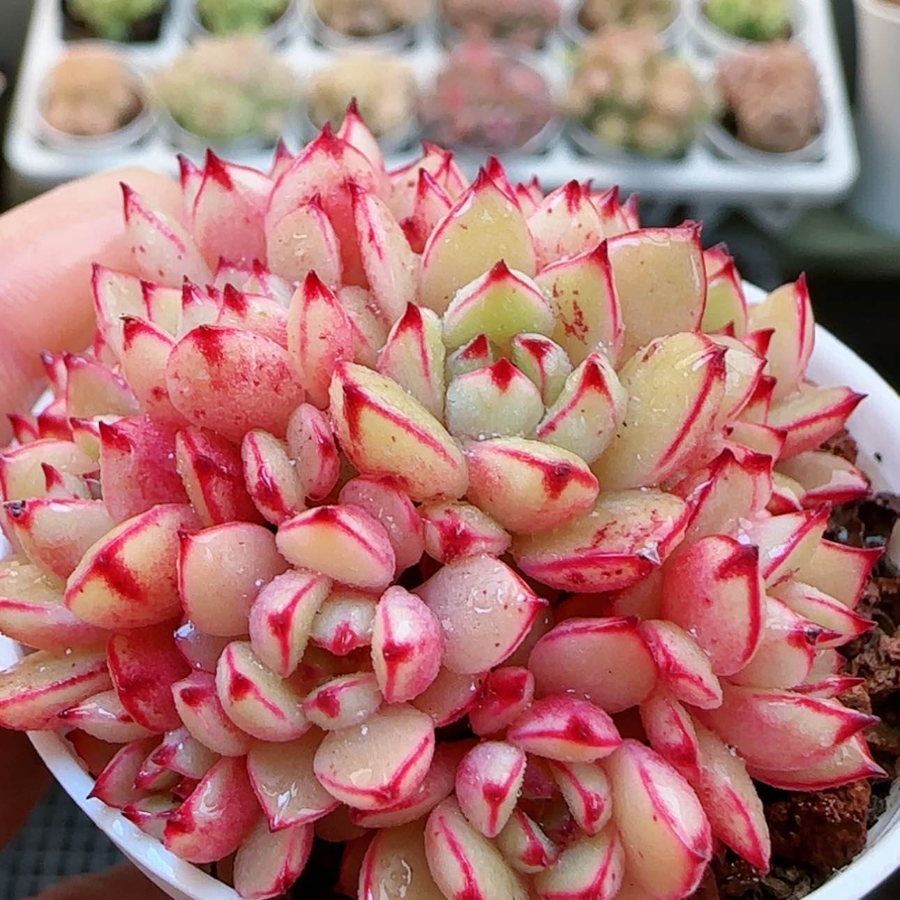 【闪购商品】0129-11甜茶