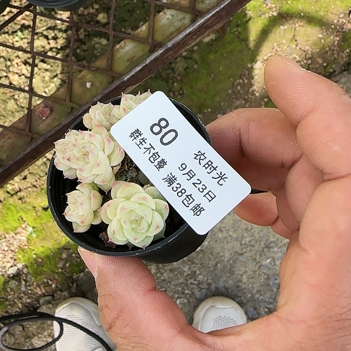 P****e【闪购商品】0923-80专拍