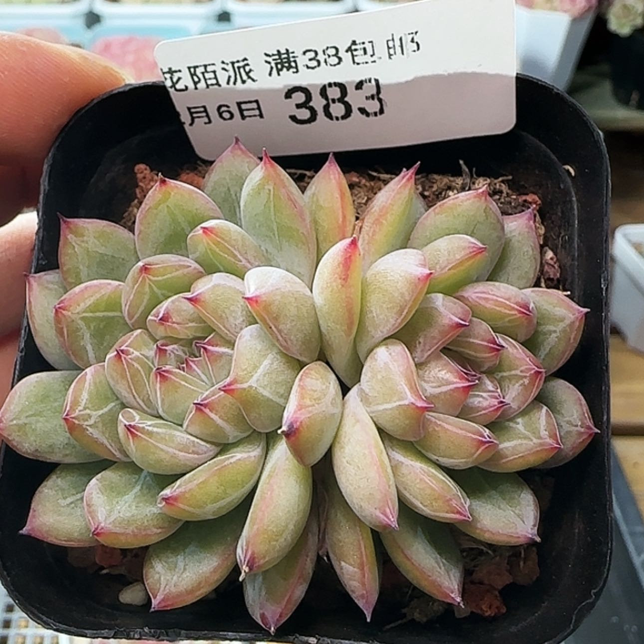 【闪购商品】红陶15cm以下0206-383雪花珍妮