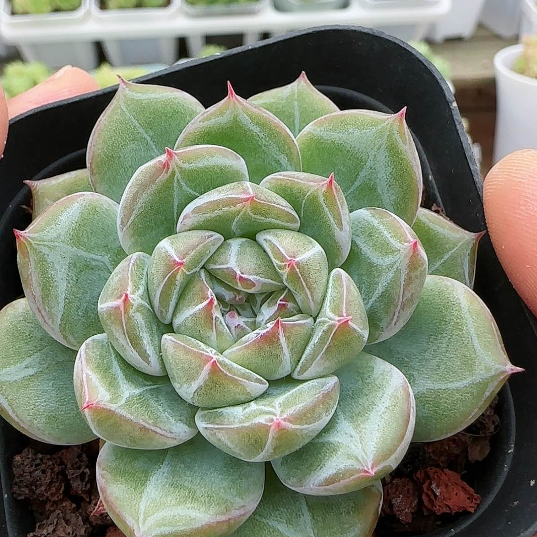 【闪购商品】0818-190雪花珍妮