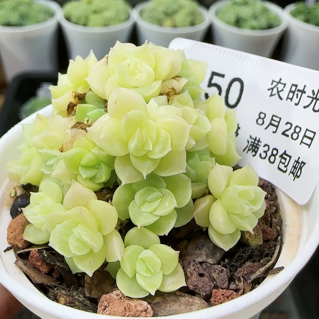 【闪购商品】0828-250小脸麦杆