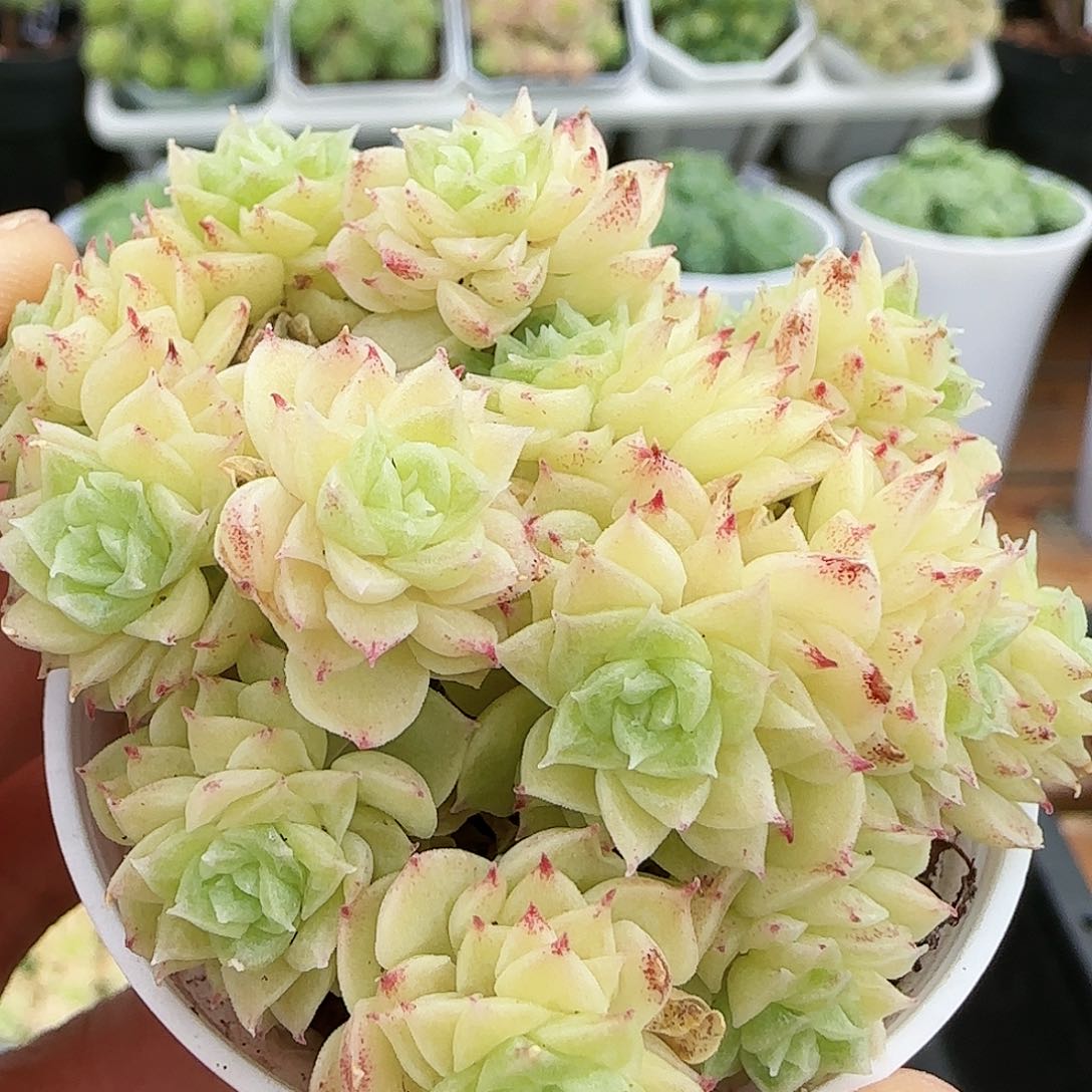 【闪购商品】0827-16樱花麦杆