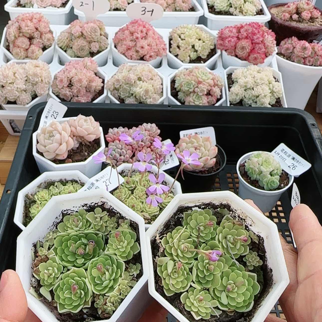 【闪购商品】红陶15cm以下0120-28福利