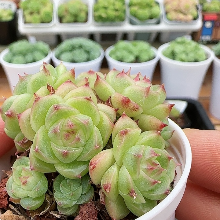 【闪购商品】0820-10包子麦杆