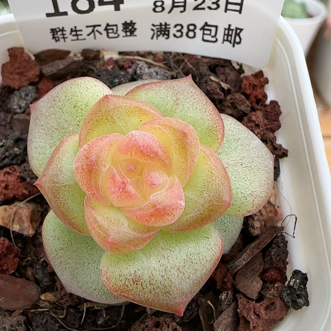 【闪购商品】0823-184天使珍妮
