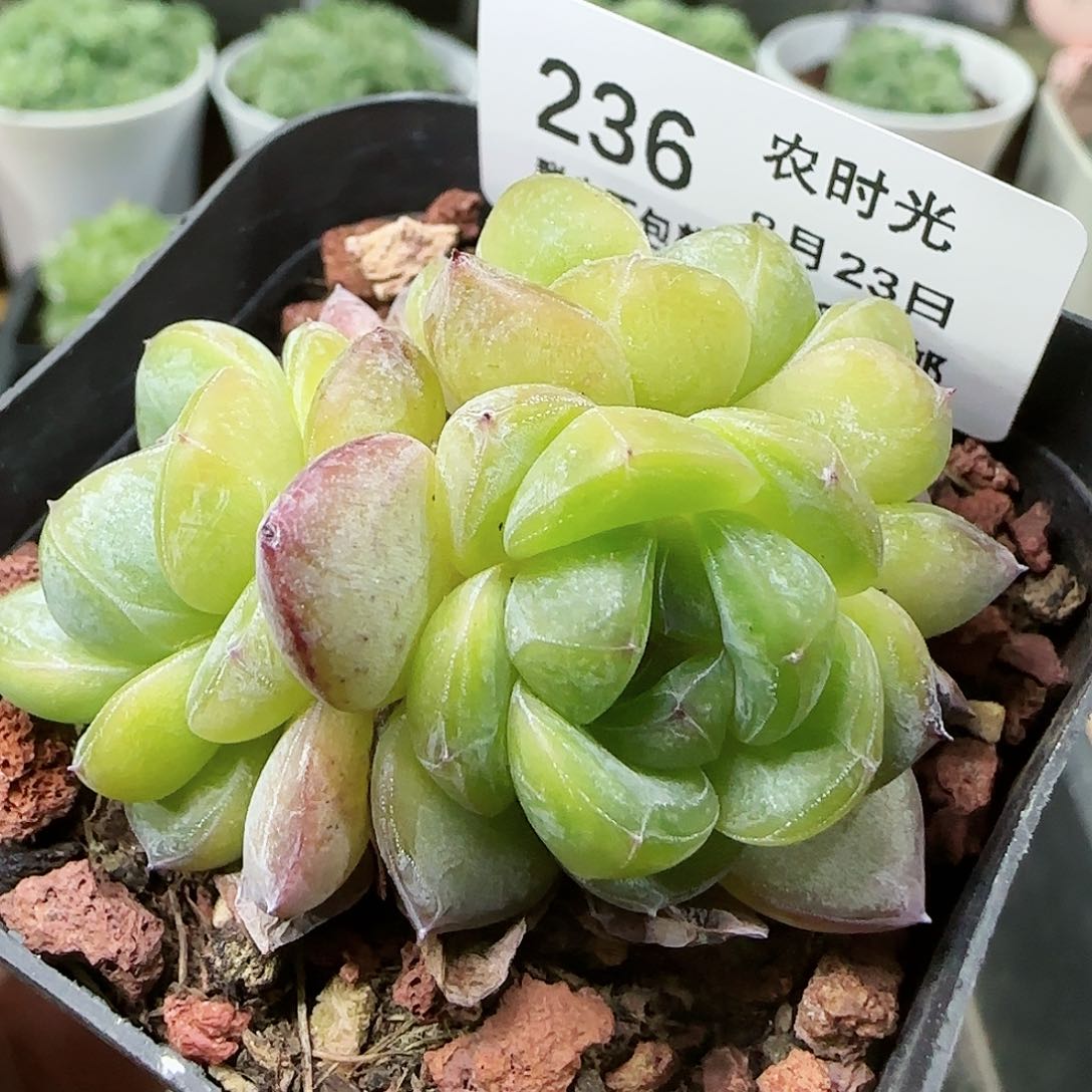 【闪购商品】0823-236星星珍妮