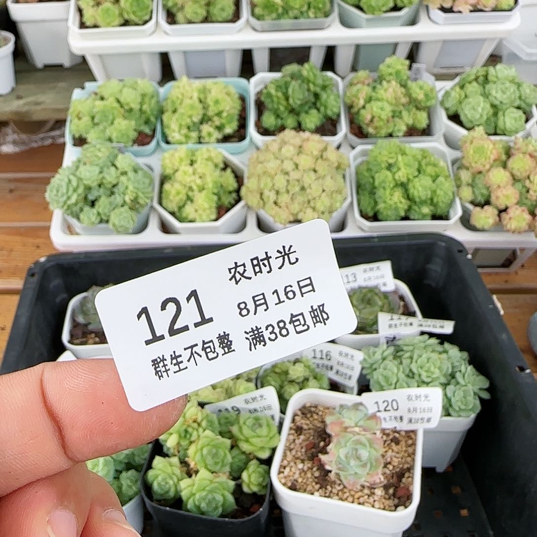 【闪购商品】0816-121专拍