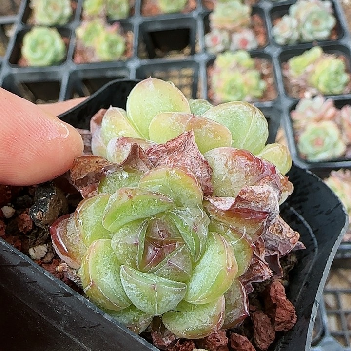 【闪购商品】0825-109星星珍妮