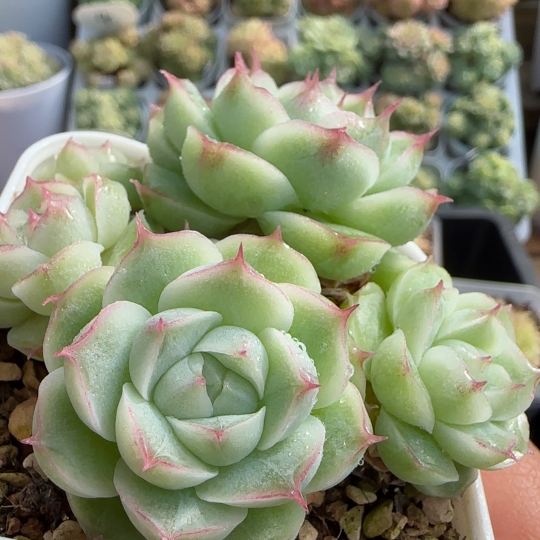 【闪购商品】1112-85