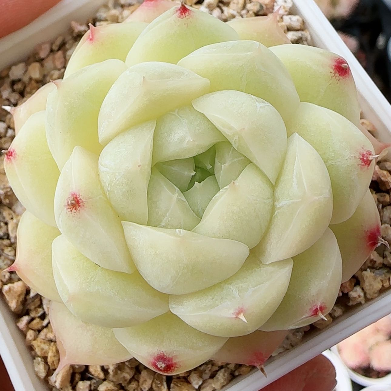 【闪购商品】0120-146包子麦杆