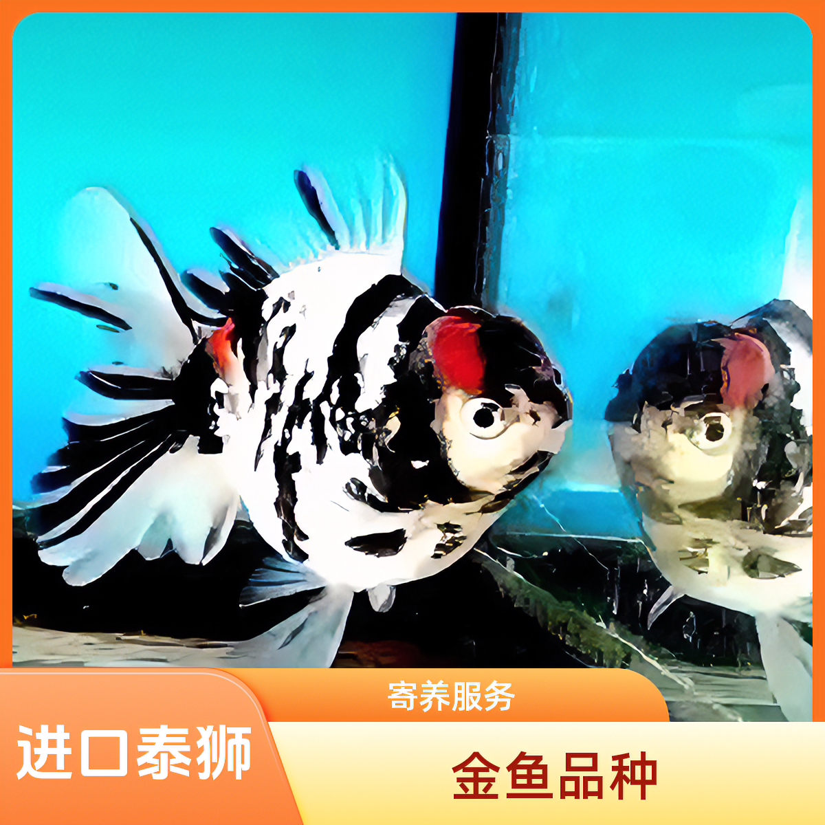 进口泰狮观赏鱼活体-正和严选出品