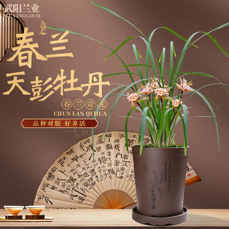  武阳 奇花天彭牡丹兰花精品兰苗浓香型阳台客厅庭院办公室盆栽