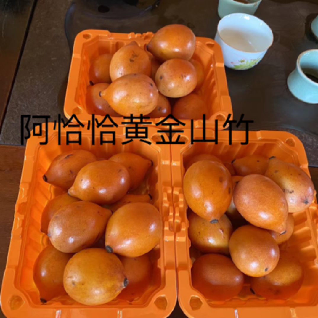 阿恰恰黄金山竹6年老盆树口感清甜可口适合0度左右种植