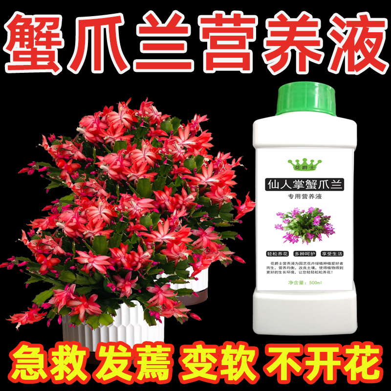 蟹爪兰专用营养液催花促开花肥料专用肥叶子发蔫变软干瘪怎样补救商品图