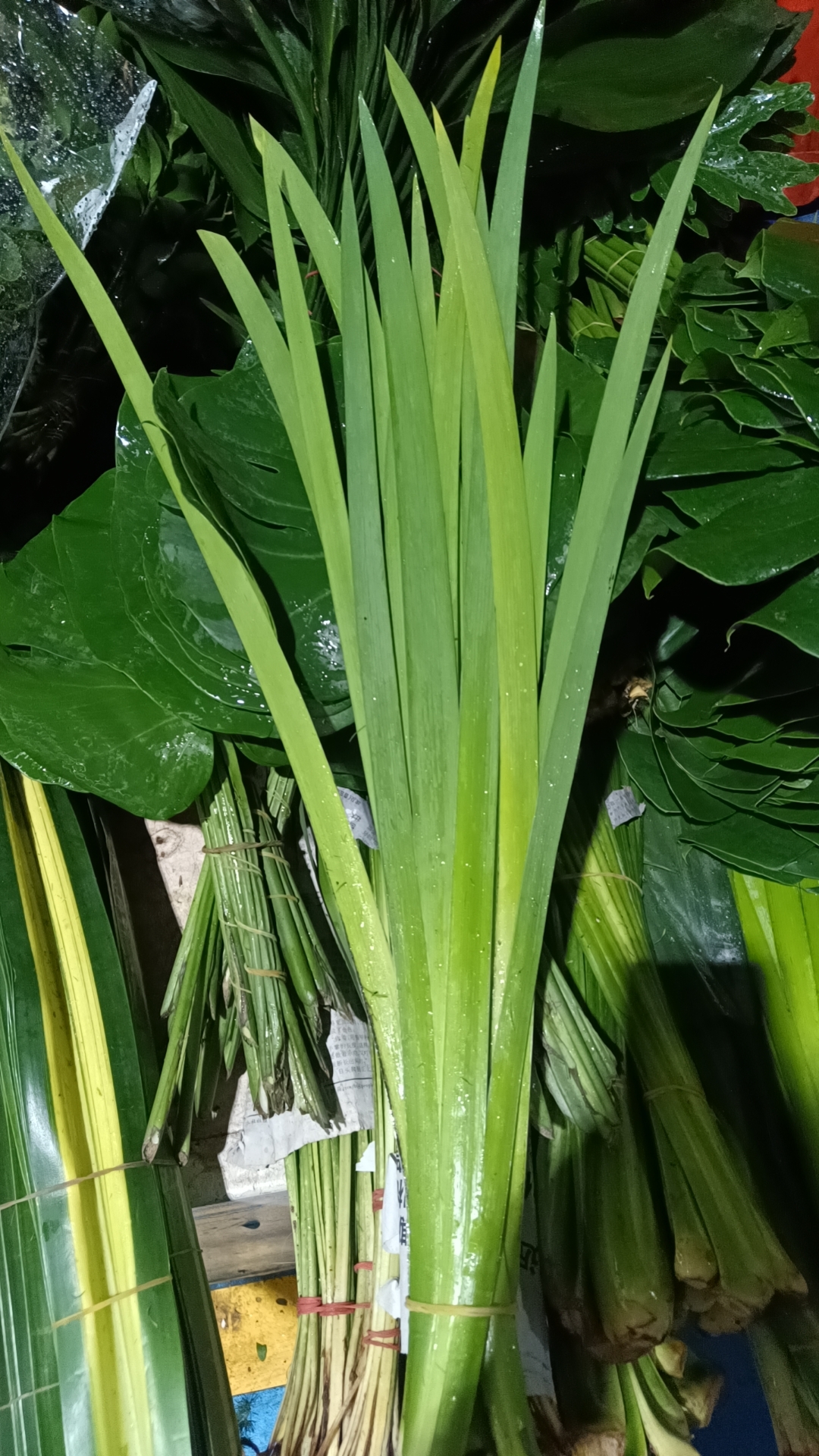 各种草花链接，鲜花运输20%不售后