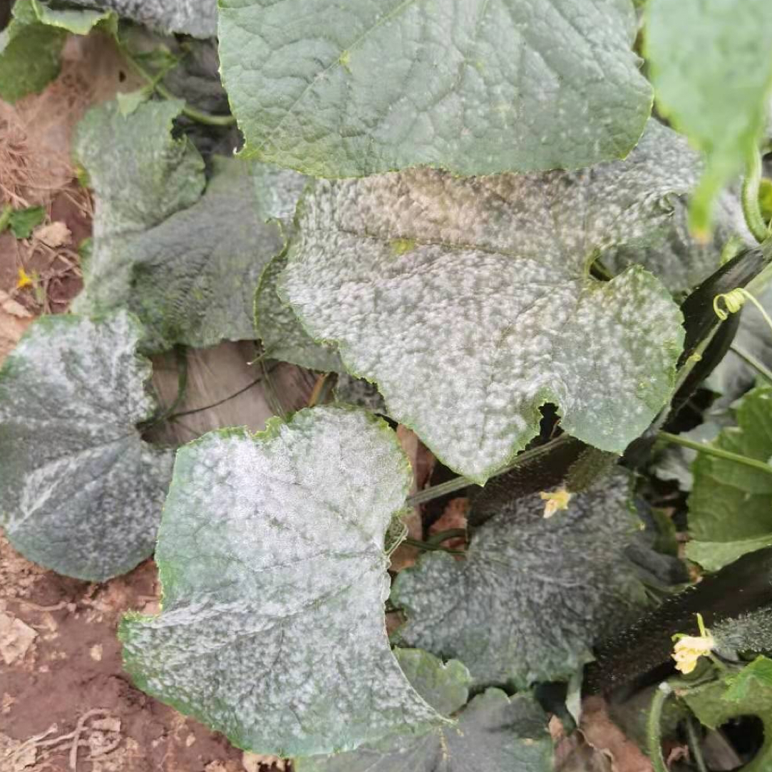 【定白】2桶水黄瓜西瓜甜瓜丝瓜草莓抗性白粉病防治组合