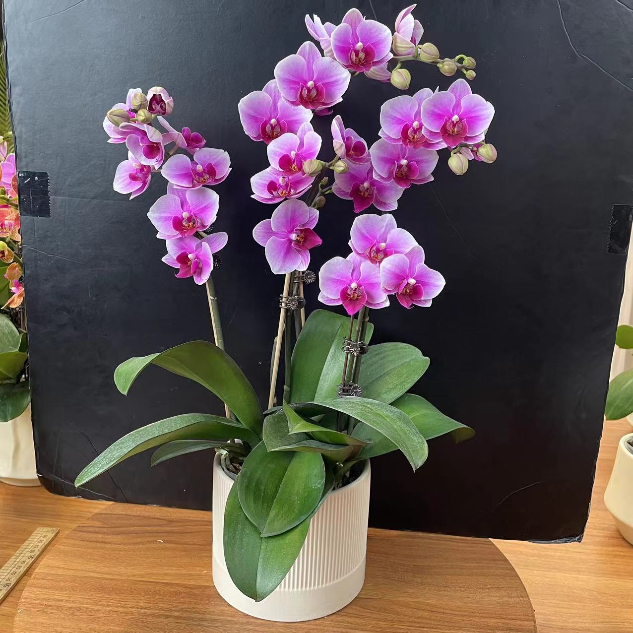 《绝代双骄》2.8寸双剑 蝴蝶兰