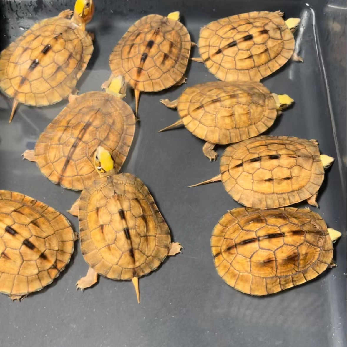 人工合法养殖活体海南种三线金钱龟，越南种三线金钱龟证件齐全