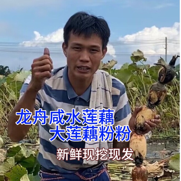 龙舟咸水莲藕.大莲藕粉粉