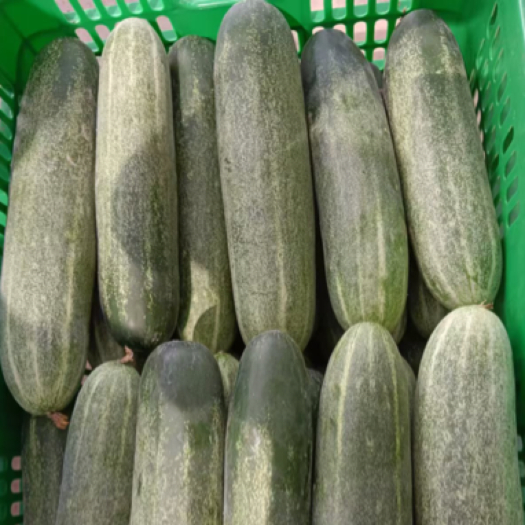 惠来黄瓜现摘现发