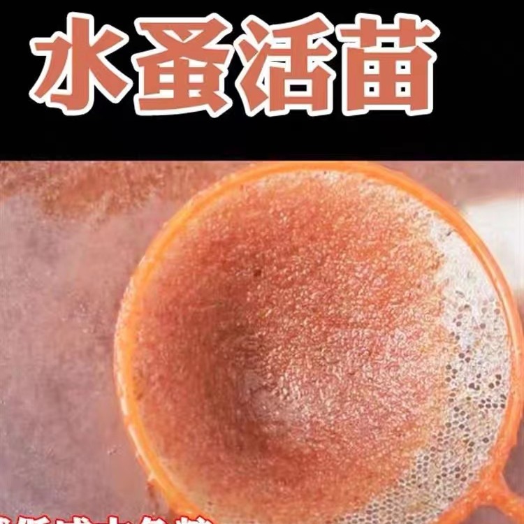 水蚤活苗鱼苗开口高蛋白饲料红虫蹦蹦虫孔雀鱼斗鱼饲料