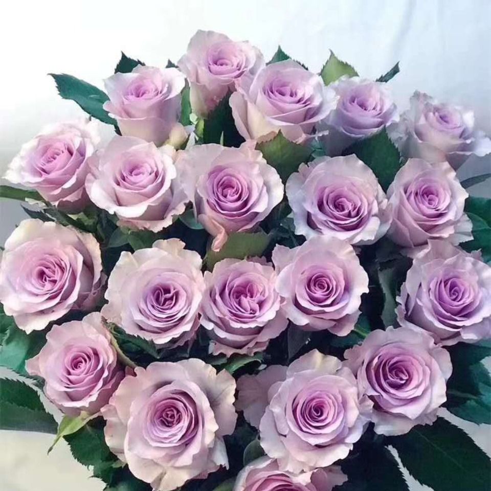 切花月季大花月季中苗