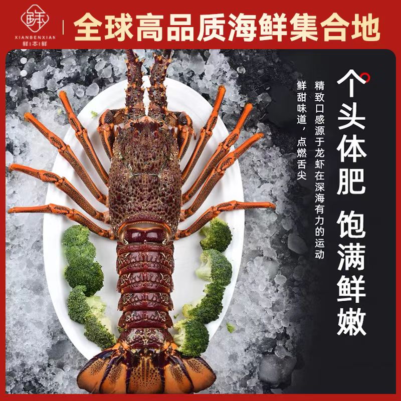 QD生冻古巴龙虾2.7-3.2斤