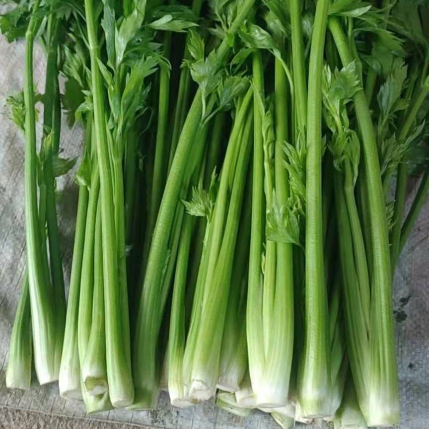 【康康专属】山东蔬菜正宗章丘鮑芹千古佳蔬常年供货基地新鲜