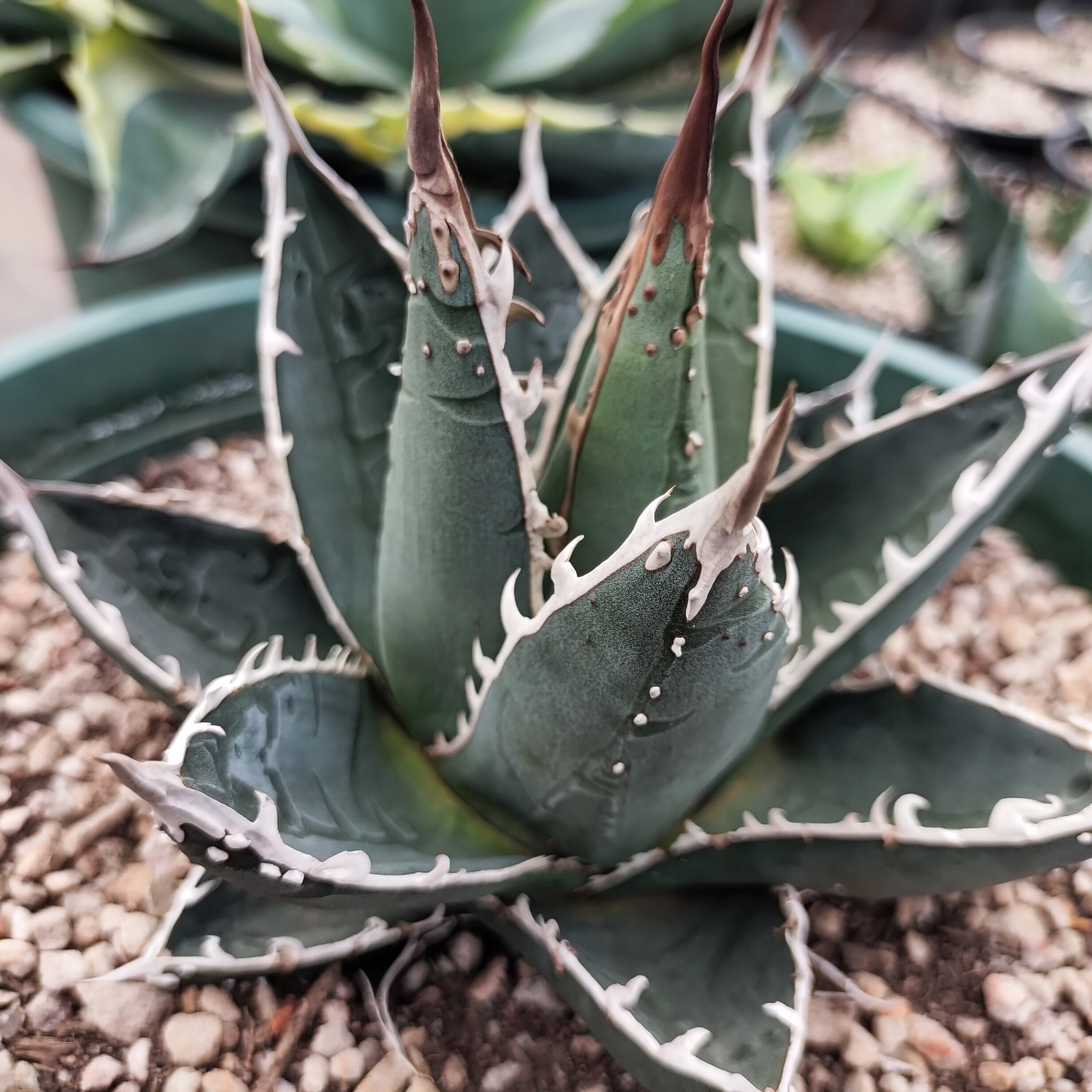 帝释天优选龙舌兰18cm 沙生植物多肉植物